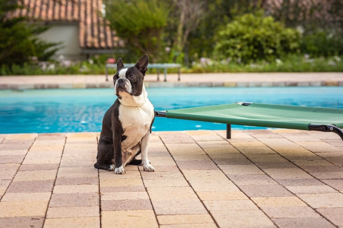 The Best Pet-Friendly Rentals Near St. Pete Beach