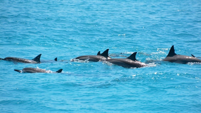 Explore the Waters on These St. Pete Boat Tours