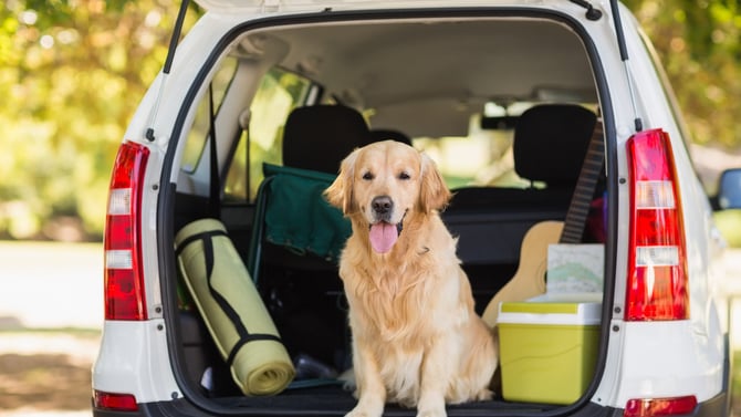 Pet Friendly