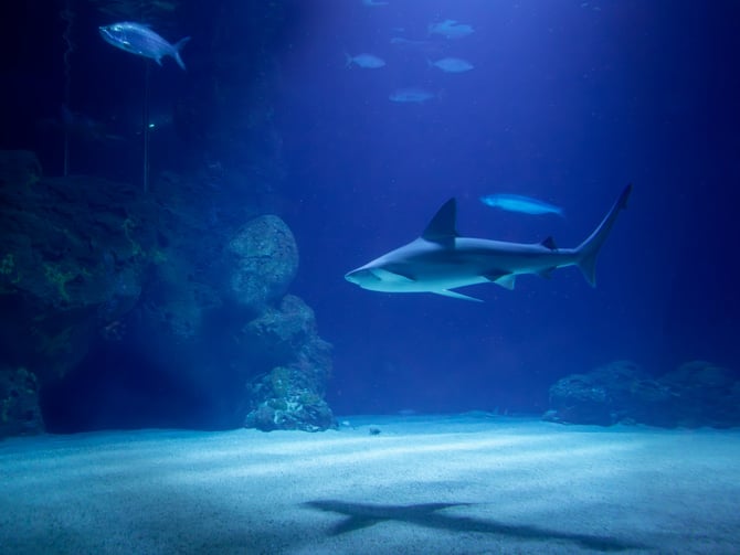 The Florida Aquarium
