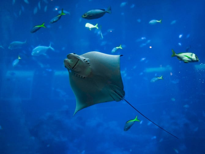 Discovery Cove