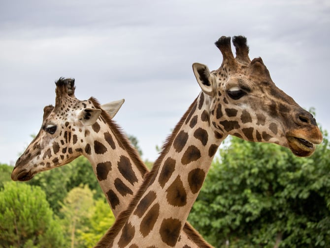 Lowry Park Zoo